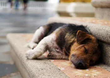 Holanda torna-se no primeiro país sem cachorros abandonados
