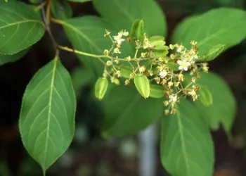 Substância de planta faz perder peso e melhora diabetes