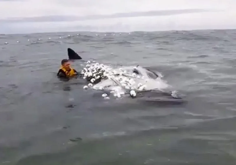Surfista brasileiro salva filhote de baleia preso em rede de pesca: vídeo