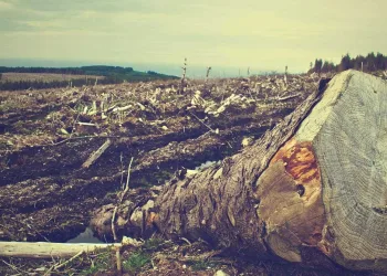 Desmatamento na Amazônia cresce 14% e é o maior desde 2008