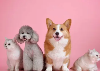 Como manter cães idosos saudáveis