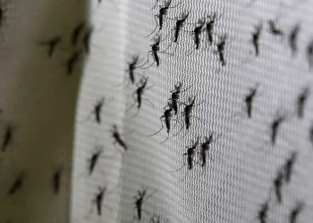 Combate ao Aedes aegypti ganha reforço a partir deste domingo