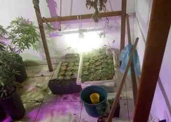 HOMEM É PRESO POR CULTIVAR PÉS DE MACONHA EM GUARATIBA!!( FOTOS)