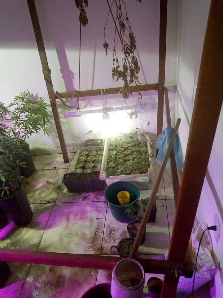 HOMEM É PRESO POR CULTIVAR PÉS DE MACONHA EM GUARATIBA!!( FOTOS)