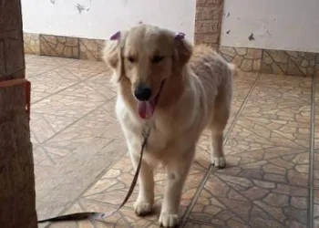 Cadela levada dentro de carro roubado no RJ é encontrada