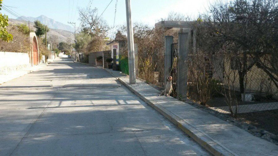 Mulher espanca cãozinho por achar ele FEIO( IMAGEM FORTE)