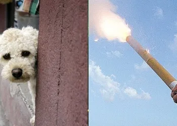 SAIBA COMO PROTEGER SEU PET DO BARULHO DOS FOGOS