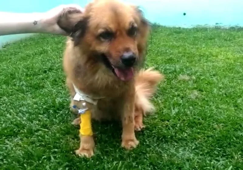 Cão herói reage a assalto, é baleado e salva tutores