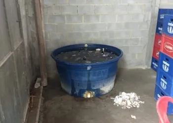 BEBIDAS FALSIFICADAS ERAM FABRICADAS NA ESTRADA DO TINGUÍ EM CAMPO GRANDE