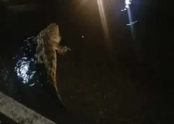 Chuva provoca deslizamentos no Rio; jacaré é visto em rua da cidade