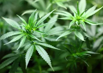 Comissão do Senado aprova uso terapêutico da maconha no Brasil