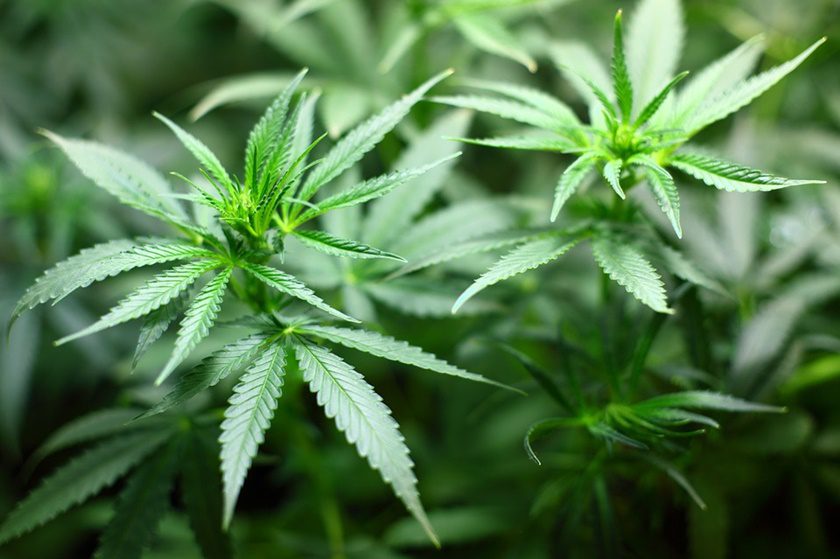 Comissão do Senado aprova uso terapêutico da maconha no Brasil