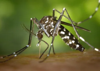 Dia D de combate ao Aedes aegypti é realizado em todo o país