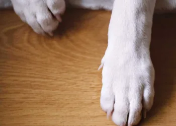 Cão é acusado de crime de ódio por fazer cocô à porta de desconhecido