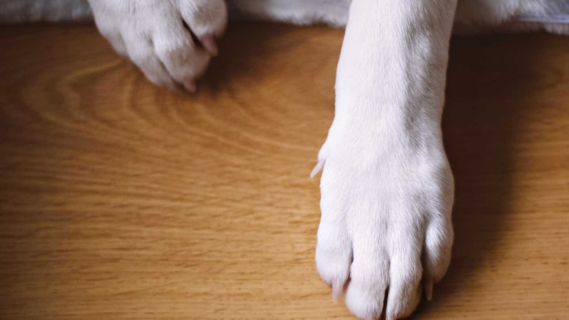 Cão é acusado de crime de ódio por fazer cocô à porta de desconhecido