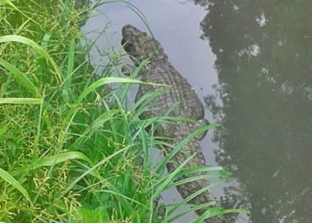 Jacarés assustam moradores na região dos lagos