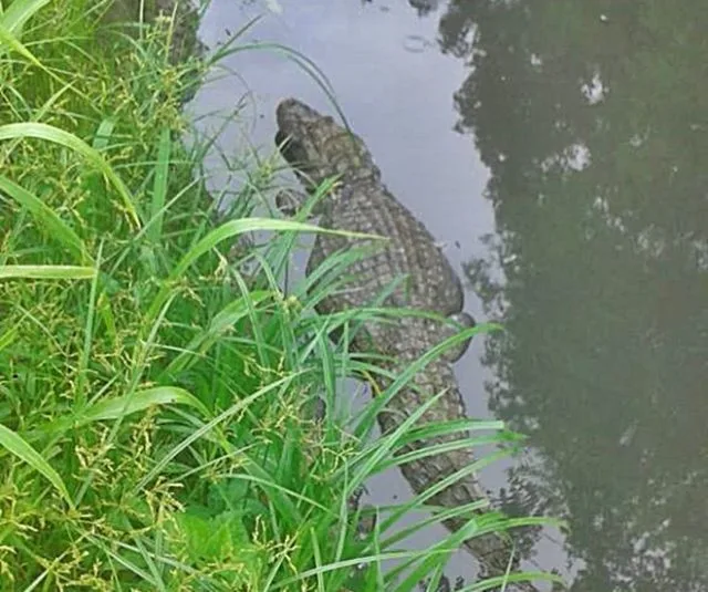 Jacarés assustam moradores na região dos lagos