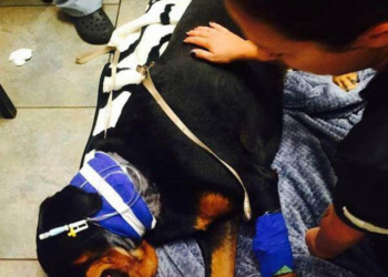 Veterinários estão alertando a todos os donos de cães sobre brinquedo popular que tirou a vida de um cão