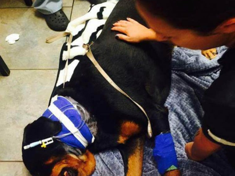 Veterinários estão alertando a todos os donos de cães sobre brinquedo popular que tirou a vida de um cão