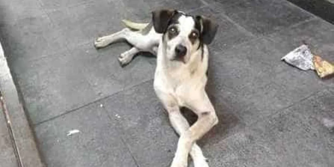 Segurança confessa agressão a cadela, mas diz que não queria matá-la