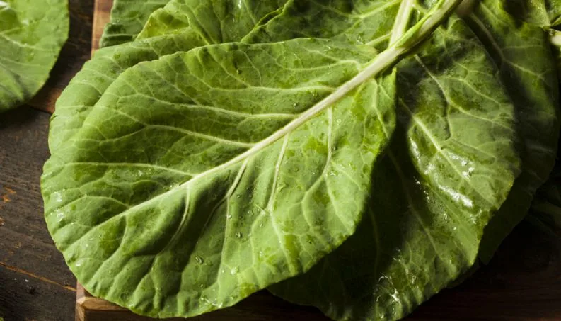 Couve deixa cérebro 11 anos mais jovem, limpa o fígado e tem mais outros benefícios