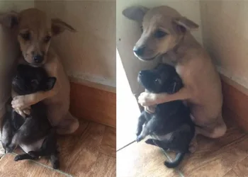 CACHORRINHOS ABANDONADOS FICAM ABRAÇADOS APÓS SEREM RESGATADOS