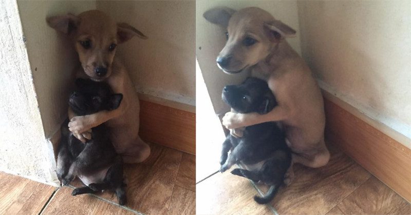 CACHORRINHOS ABANDONADOS FICAM ABRAÇADOS APÓS SEREM RESGATADOS