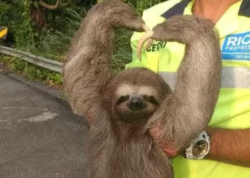 Bicho-preguiça faz ‘coraçãozinho’ para foto após ser resgatado na Zona Oeste