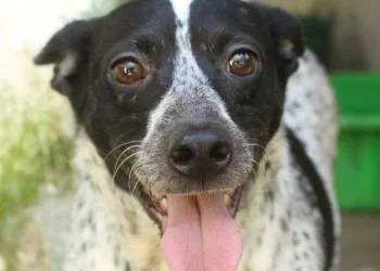 Chegou a vez de Campo Grande e adjacências receber a campanha de vacinação de animais. Será nesse sábado. Veja os endereços dos postos