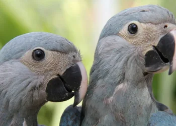 Ararinha-azul está extinta no Brasil, Alemanha enviará 50 exemplares em 2019