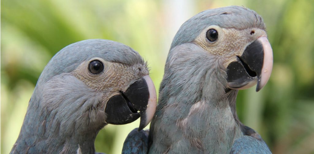 Ararinha-azul está extinta no Brasil, Alemanha enviará 50 exemplares em 2019
