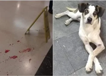 Carrefour  é alvo de protesto após cão ser morto a pauladas por segurança