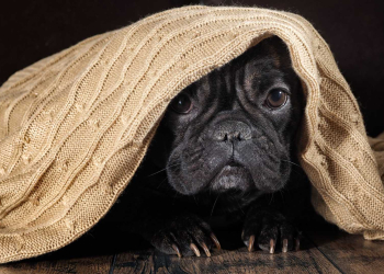 8 dicas para reduzir o estresse dos animais durante as datas festivas