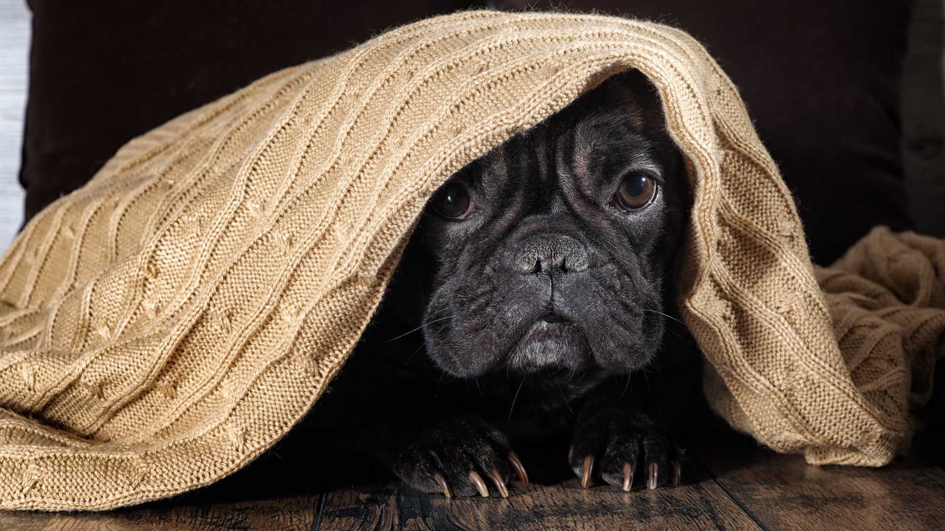 8 dicas para reduzir o estresse dos animais durante as datas festivas