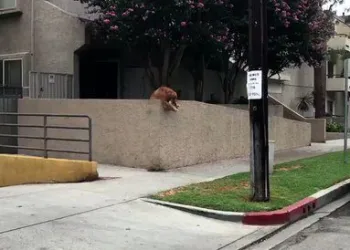 Cachorro deixa cair a bola todos os dias, para que alguém tenha que brincar com ele
