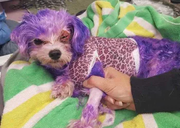Cachorro quase morre após ter pelos pintados com tintura de uso humano