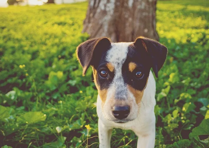 Vira-lata é o cão preferido dos brasileiros, conclui pesquisa