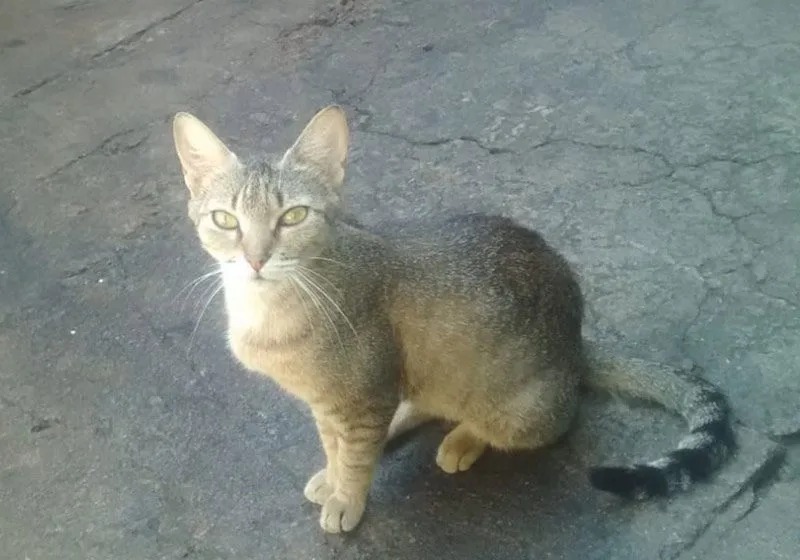 Gata salva menino de ataque de cascavel dentro de casa