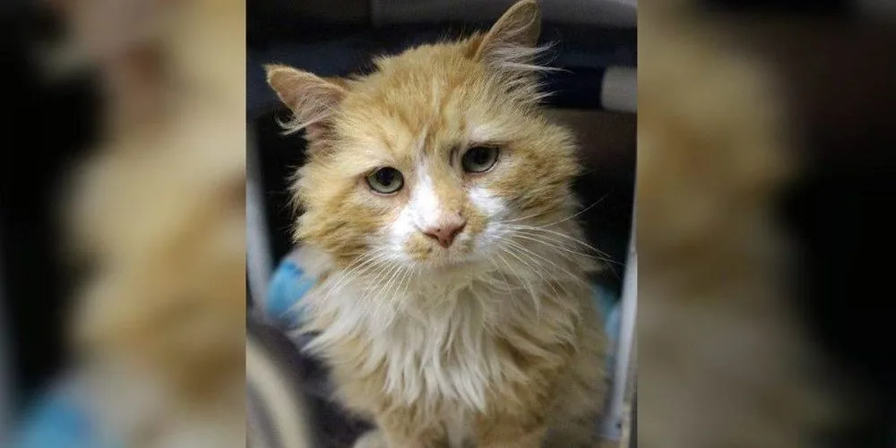 Após ser abandonado, gato anda 20 km para encontrar família, mas é abandonado novamente
