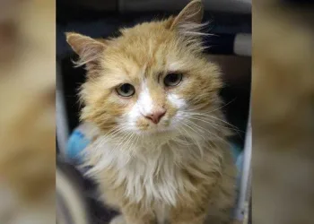 Após ser abandonado, gato anda 20 km para encontrar família, mas é abandonado novamente