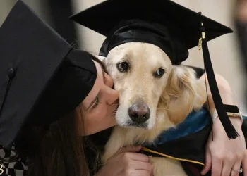 Golden ganha diploma por ajudar aluna cadeirante na universidade