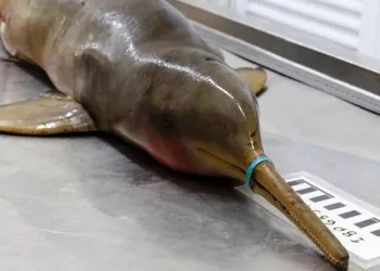 Lacre plástico mata de fome um golfinho em extinção no litoral de SP