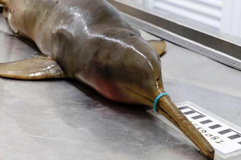 Lacre plástico mata de fome um golfinho em extinção no litoral de SP
