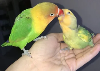 Kiwi e sua namorada gótica tiveram 4 bebês e a Internet está apaixonada