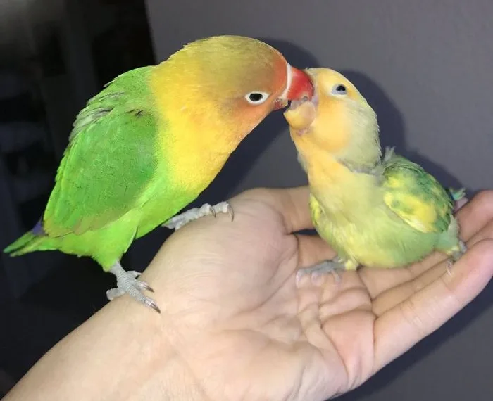 Kiwi e sua namorada gótica tiveram 4 bebês e a Internet está apaixonada