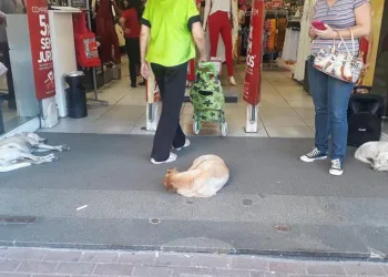 LOJA NO RIO LIBERA ENTRADA PARA CACHORROS DE RUA ESCAPAREM DO CALOR