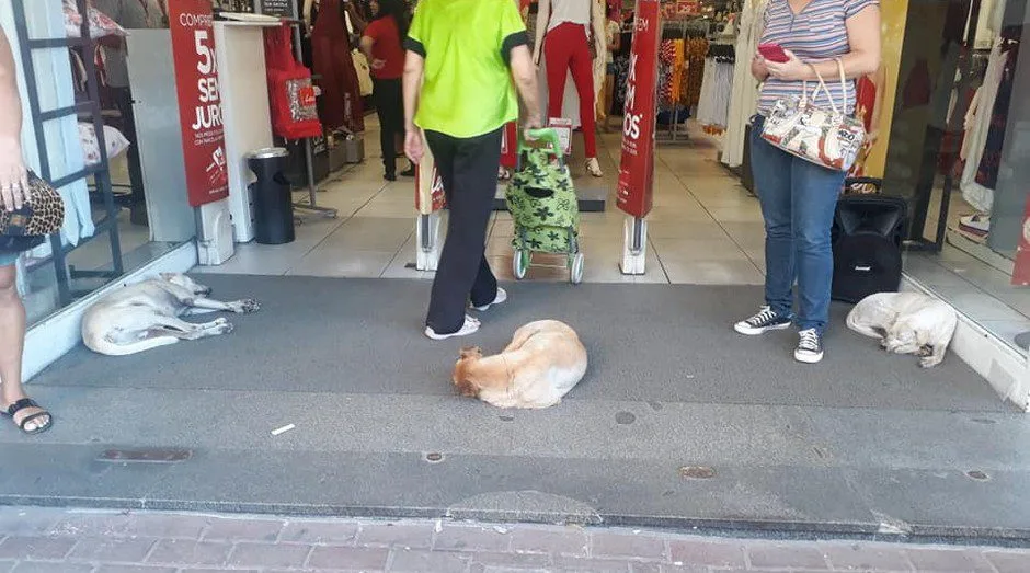 LOJA NO RIO LIBERA ENTRADA PARA CACHORROS DE RUA ESCAPAREM DO CALOR