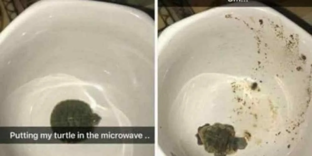 Garota de 15 anos coloca tartaruga de estimação em micro-ondas para matá-la por diversão