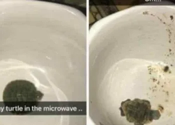 Garota de 15 anos coloca tartaruga de estimação em micro-ondas para matá-la por diversão
