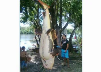 Pescadores pegam peixe de 1,50 metro na Amazônia